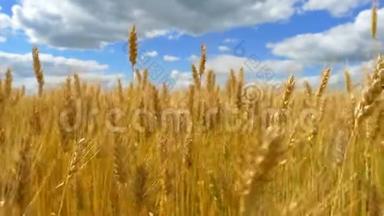 黄金小麦准备收割了. 在多云的天空背景下，小麦的穗状花序特写。